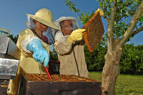Imker kontrolliert Bienen und Beuten