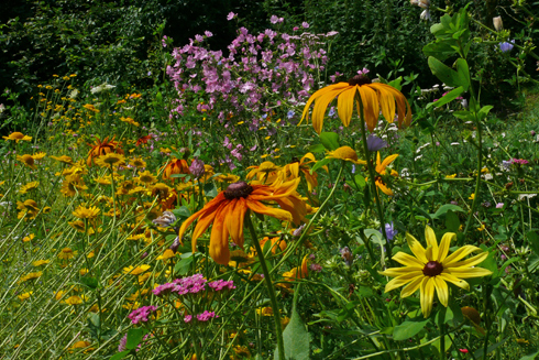 Bunte Blütenvielfalt lockt viele Insekten