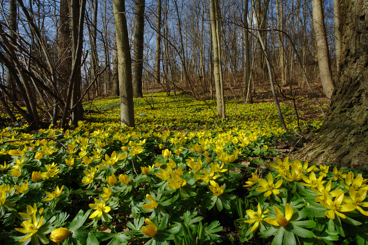 Der Frühling zeigt sich in Gelb