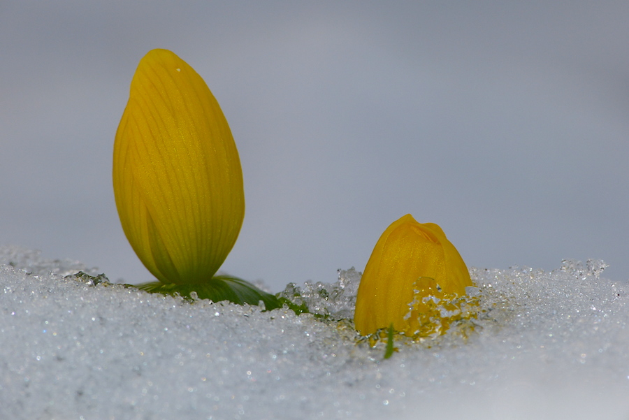 Gelbe Farbtupfer im Schnee