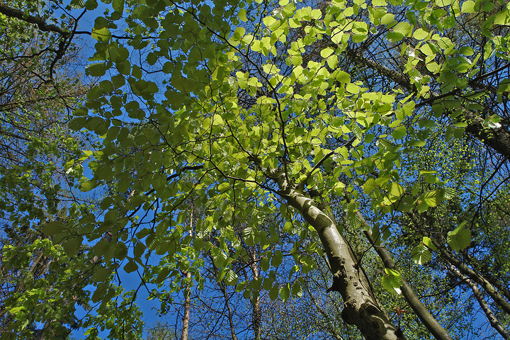 Frisches Buchengrün vor blauem Frühlingshimmel