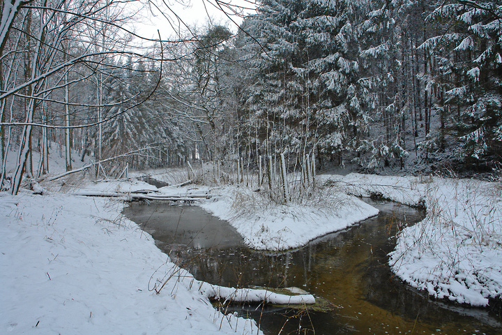 Die Kossau im Winterwald