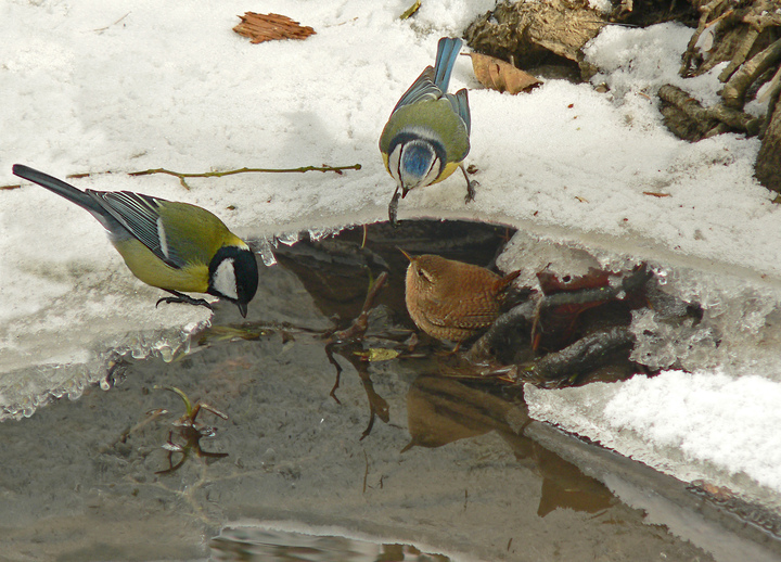Offene Wasserstellen: im Winter sehr begehrt bei Kleinvögeln, hier Kohl- und Blaumeise sowie Zaunkönig